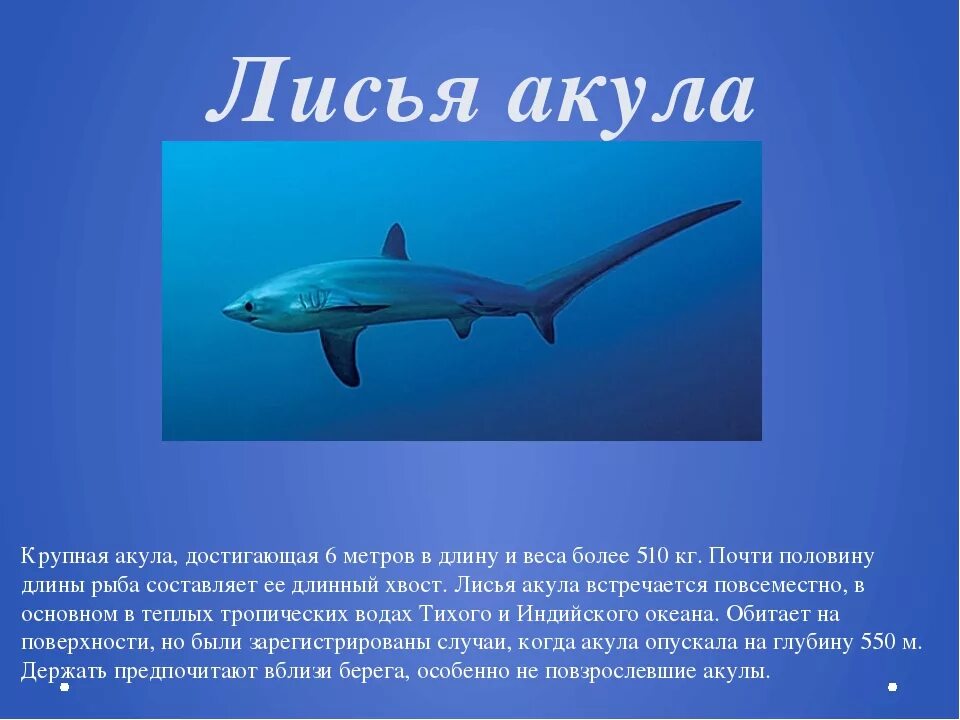 Информация о акуле. Акулы презентация. Интересные факты о акулах. Доклад про акулу. Обитатель океана доклад