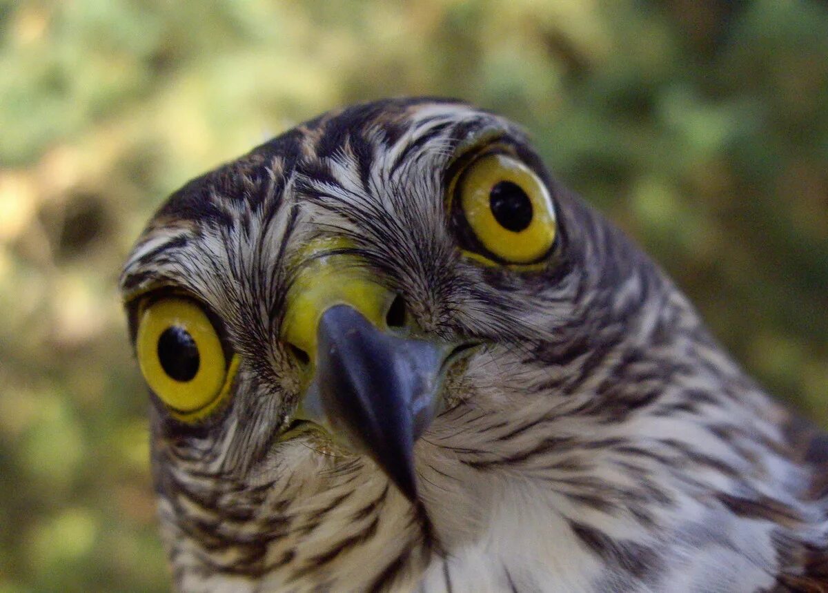 Орлиный глаз камень. Землевладельцы устаревшее слово. Орёл,сова,сыч,ястребь,беркут,филин. Очи соколиные значение. Амулет с надписью брахма и третьим глазом 90-х.