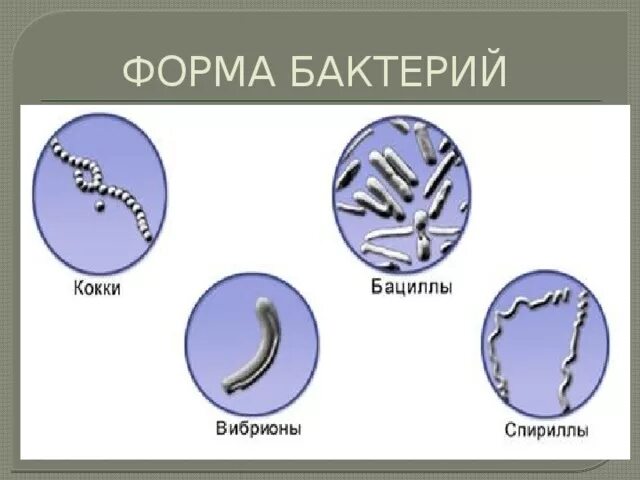 Царство бактерий примеры. 5 Представителей царства бактерий. Представители царства бактерий 5 класс. Три формы бактерий.