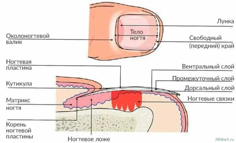 Ногтевой покров. Схематическое строение ногтевой пластины. Строение ногтевой пластины слои. Срез кутикулы аппаратом схема. Строение ногтевой пластины схема слои.