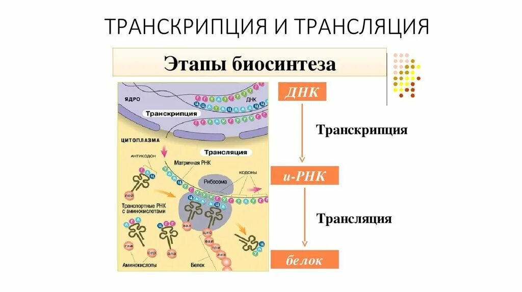 Синтез белков ядра происходит в. Процесс синтеза белка транскрипция и трансляция. Транскрипция и трансляция в биологии. Синтез белка транскрипция и трансляция кратко. Биосинтез белка репликация транскрипция трансляция.