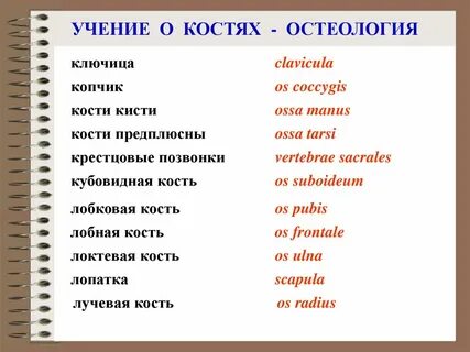 Сделайте анализ терминов по тэ osteologia pathologia