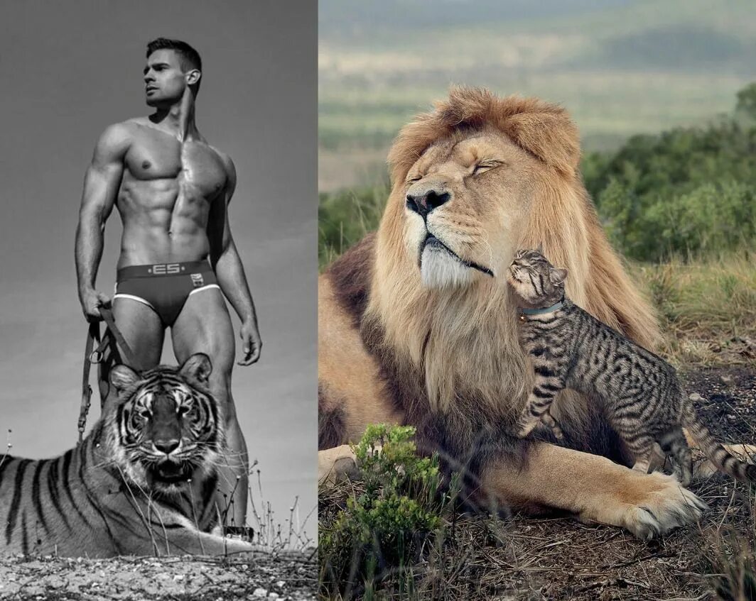 Левый мужчина. Парень с тигром. Мужчина Лев. Парень Лев. Фотосессия мужчин с тиграми.