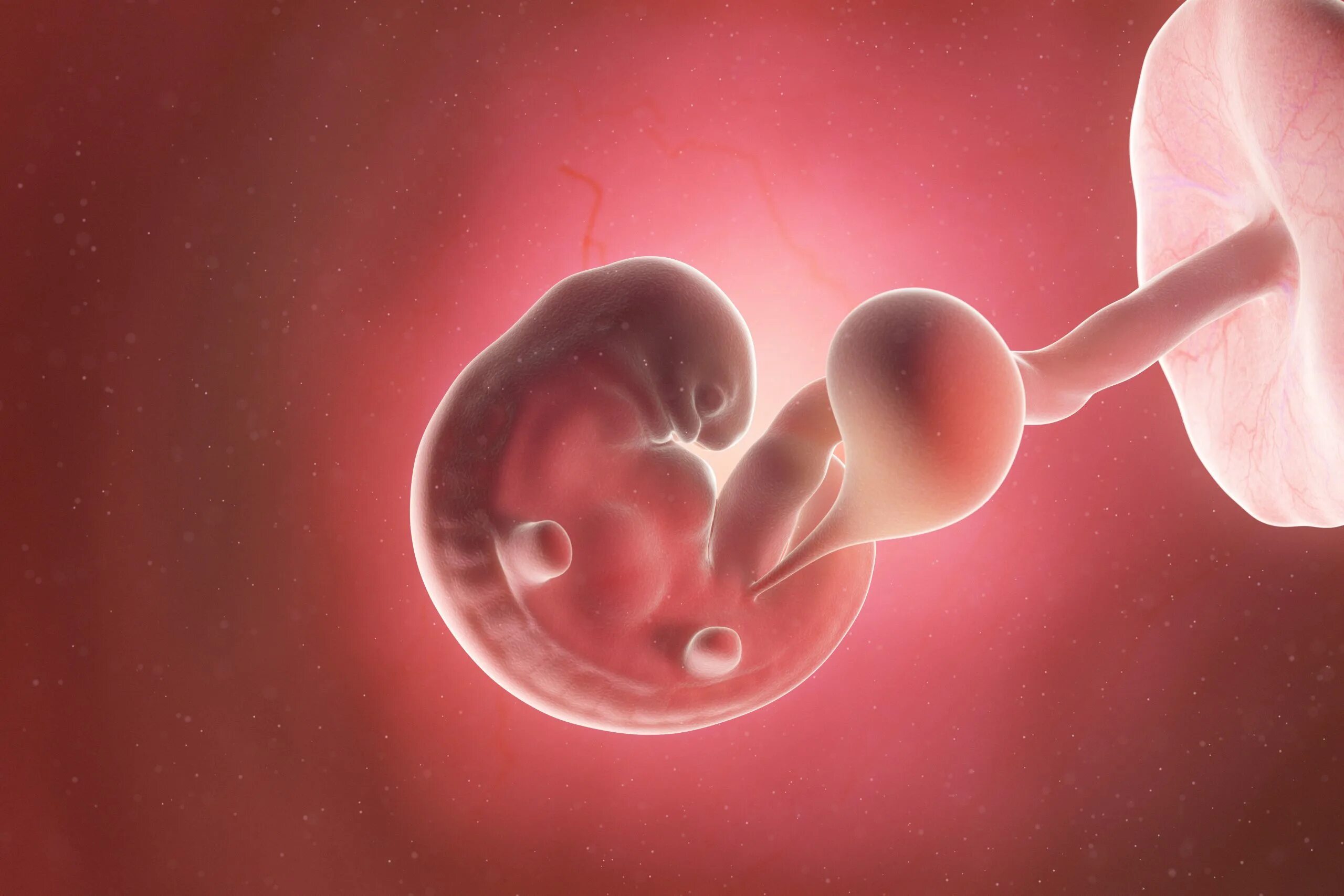 Эмбрион человека 6 недель.
