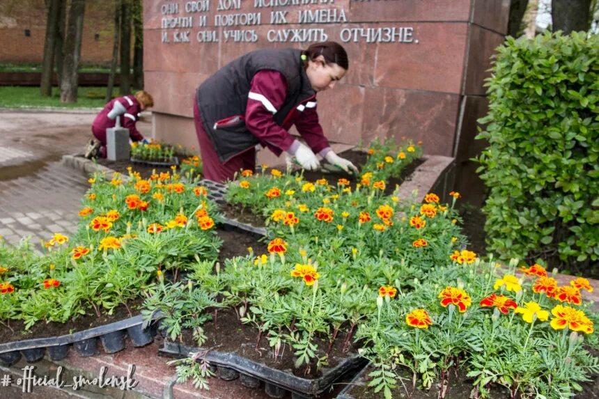 Цветы смоленск. Городские цветы смоленск. Цветы смоленск. Смоленск, ул. Зеленстрой смоленск.