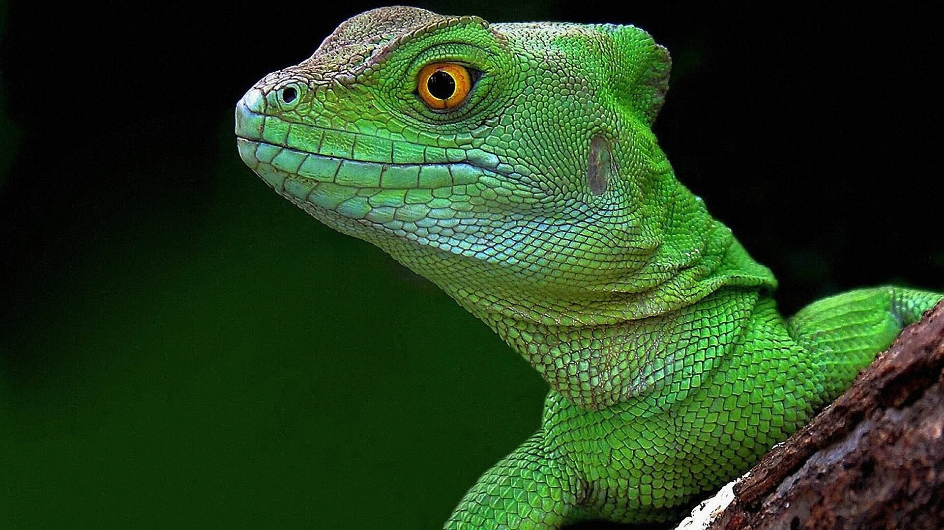 Пресмыкающиеся прыткая ящерица. Королевская прыткая ящерица. Ящереца. Зеленая прыткая ящерица. Ящерица прыткая (лат.