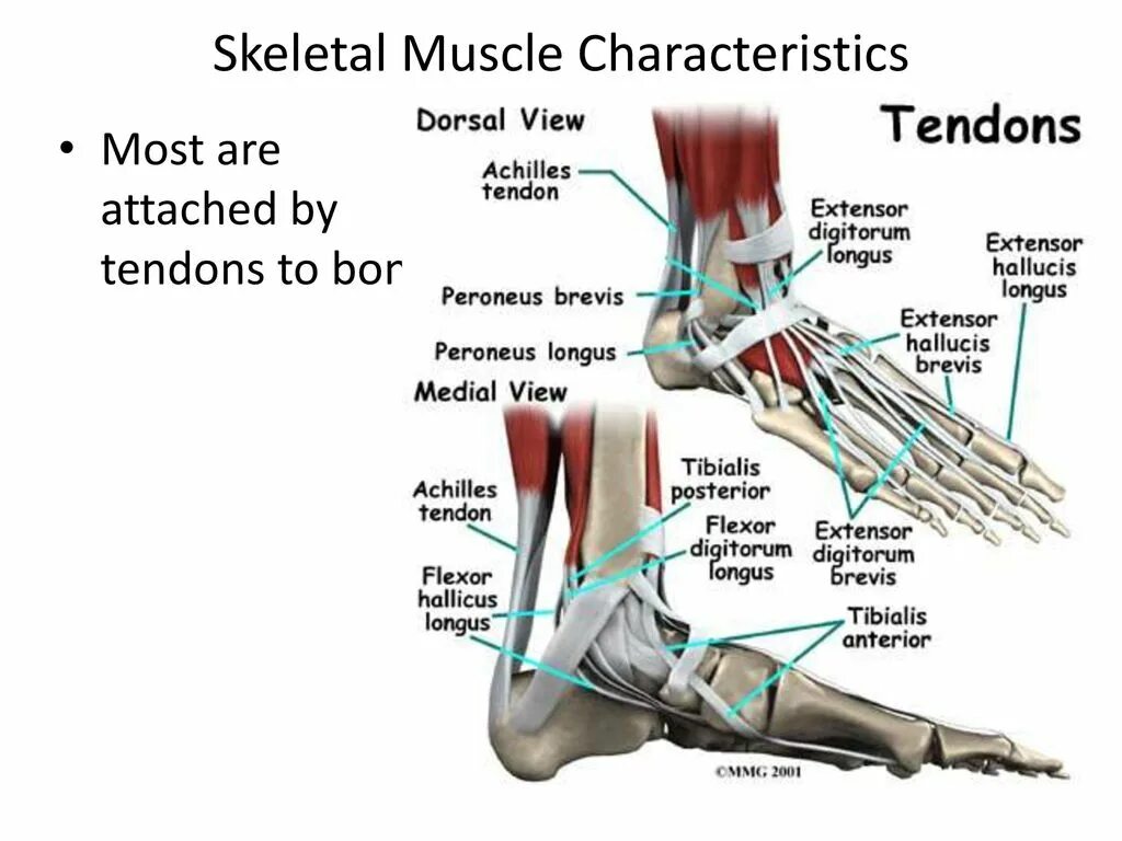 Foot muscle. Extensor digitorum Brevis, peroneus. M extensor Hallucis Brevis. Peroneus Longus and Brevis. Extensor Hallucis Longus мышца.