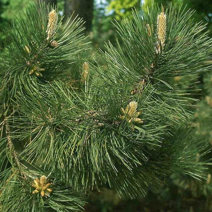 Сосна нигра описание. Сосна Pinus nigra. Pinus nigra austriaca. Сосна черная Пинус Нигра. Сосна черная (Pinus nigra).