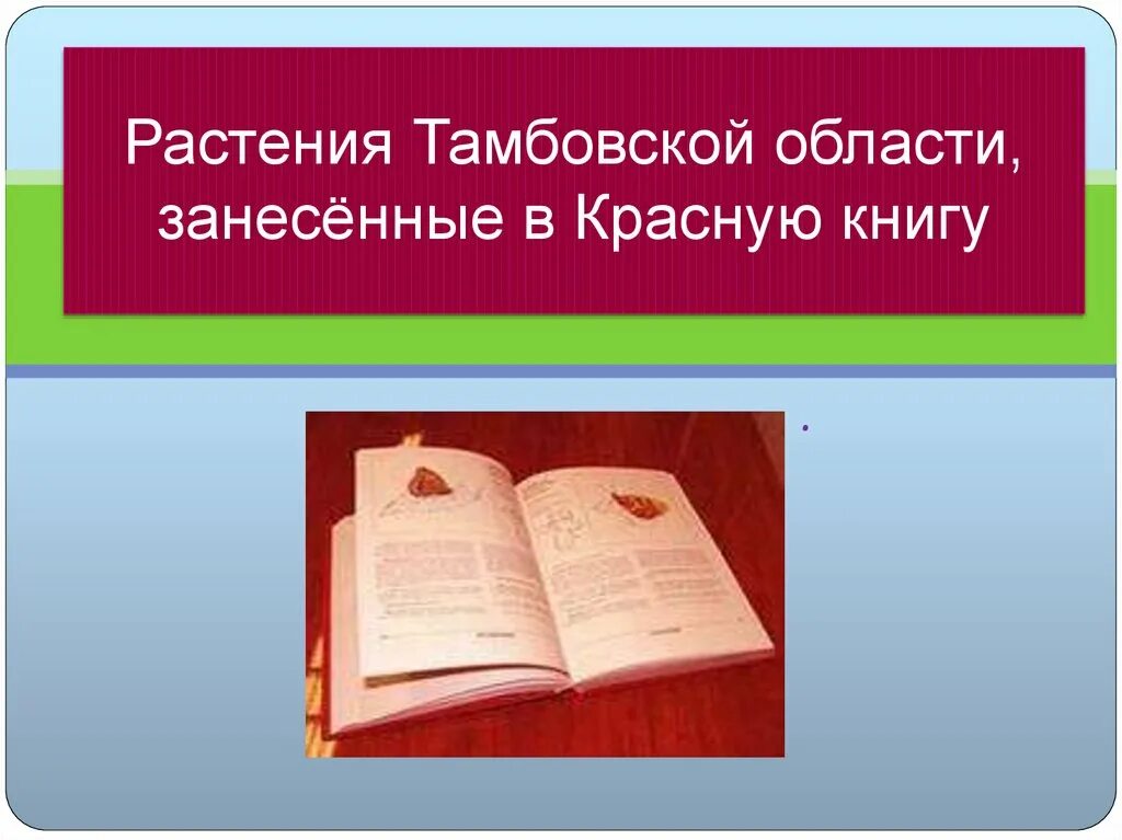 Campanula altaica. Растения тамбовского края. Полевой брандушка. Растительный мир тамбовского края. Брандушка разноцветная.