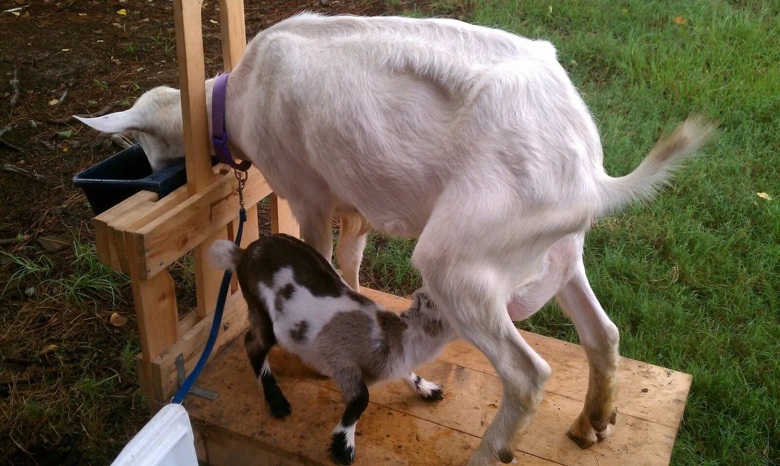 Дают ли молоко козлята. Коза дойная. Доение коз. Станок для доения коз.