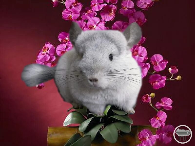 шиншилла поздравляет с днем рождения. шиншилла поздравляет с днем рождения. шиншилла красивая. милые шиншиллы в костюмчиках. шиншилла ангорская королевская.