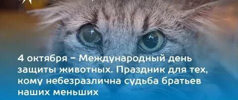 4 октября всемирный день животных презентация