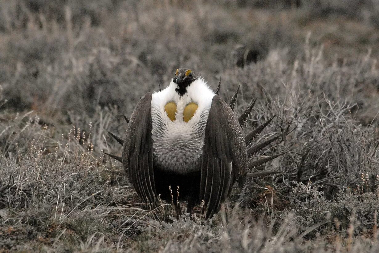 Шалфейный тетерев. Полынный тетерев. Тетерев шалфейный (centrocercus urophasianus). Полынный (шалфейный) тетерев. Полынный (шалфейный) тетерев.