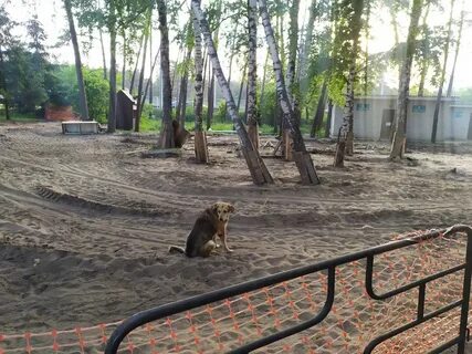 Хатико воронеж