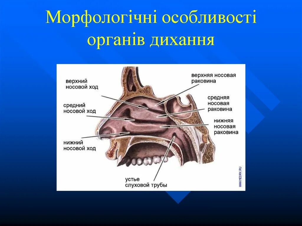 В верхний носовой ход открывается пазуха. В средний носовой ход открываются. Нижний и средний носовой ход. Носовые ходы.