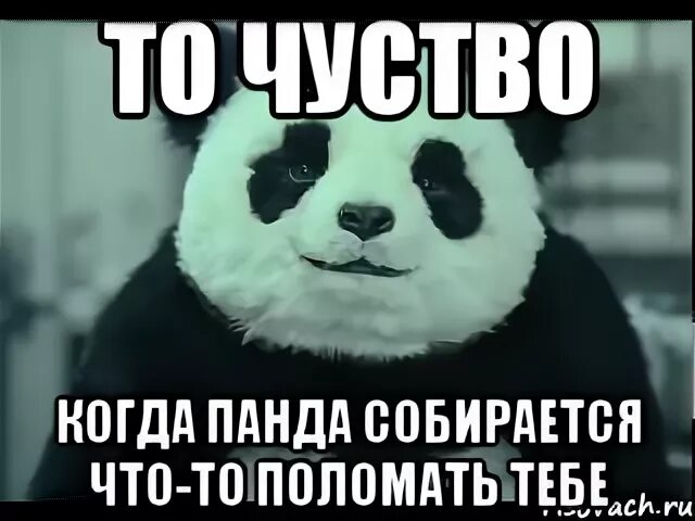 Ты моя панда пандемия