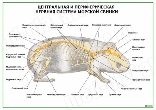 строение хомяка джунгарика скелет. анатомия кошки органы брюшной полости. строение ткло морской свинки. строение органов морской свинки. в организме морской свинки происходит процесс.