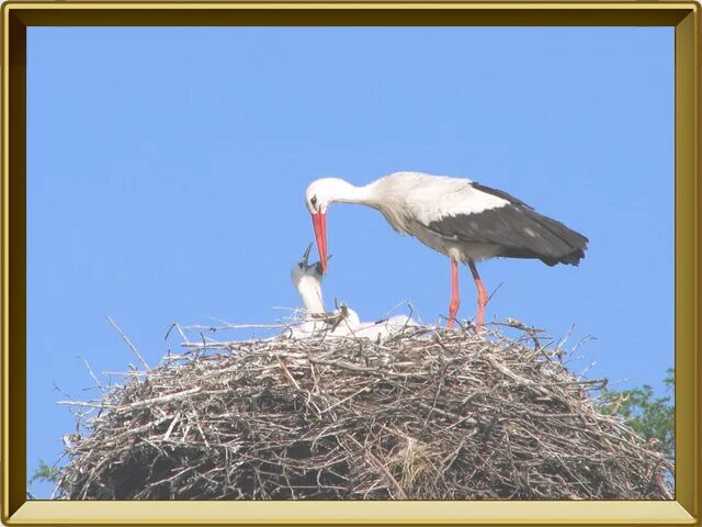 приносят ли аисты счастье сочинение рассуждение 9. текст приносят ли аисты счастье. 2 приносят ли аисты счастье. текст приносят ли аисты счастье. текст приносят ли аисты счастье.