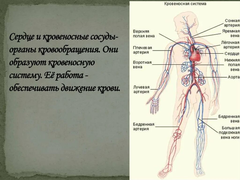 Система кровообращения органов дыхания. Кровеносная система организма 3 класс. органы кровообращения презентация. сердце и кровеносные сосуды это органы. сердце икровиносные сосуду.