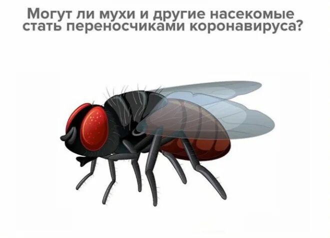 Чувствуют ли мухи. Почему мухи. Почему муха жужжит. Комнатная муха описание. Муха на еде.