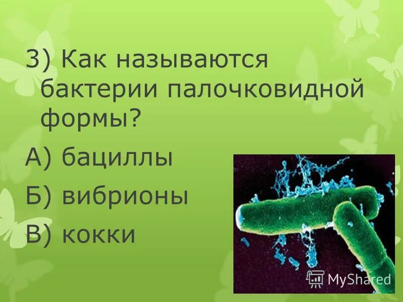 Как называется микроб. Микробы и бактерии. Бактерии под микроскопом. Ковид бактерия. Бактерии под микроскопом.