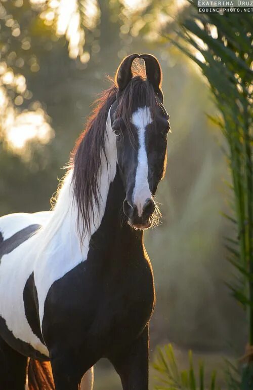 goddessactuality Marwari horses, Horses, Rare horses