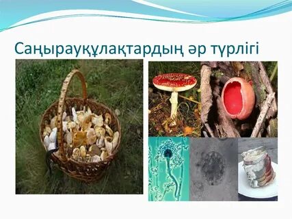 Анальды секс туралы деректі фильмдер