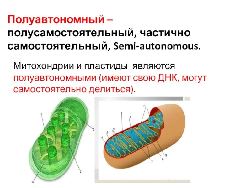 Признаки митохондрий и хлоропластов. Митохондрия полуавтономный органоид. Строение и функции митохондрий и пластид. Почему митохондрии называют полуавтономными органоидами. Полуавтономные органеллы хлоропласт.