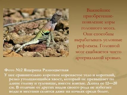 Почему рептилии активны только в теплую