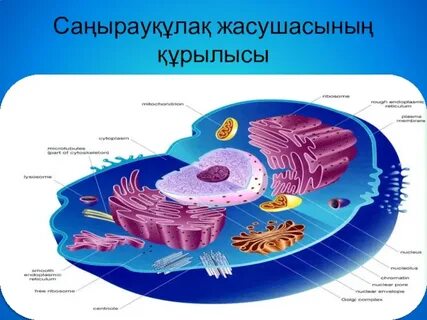 Нағыз қуыршақ секс видео