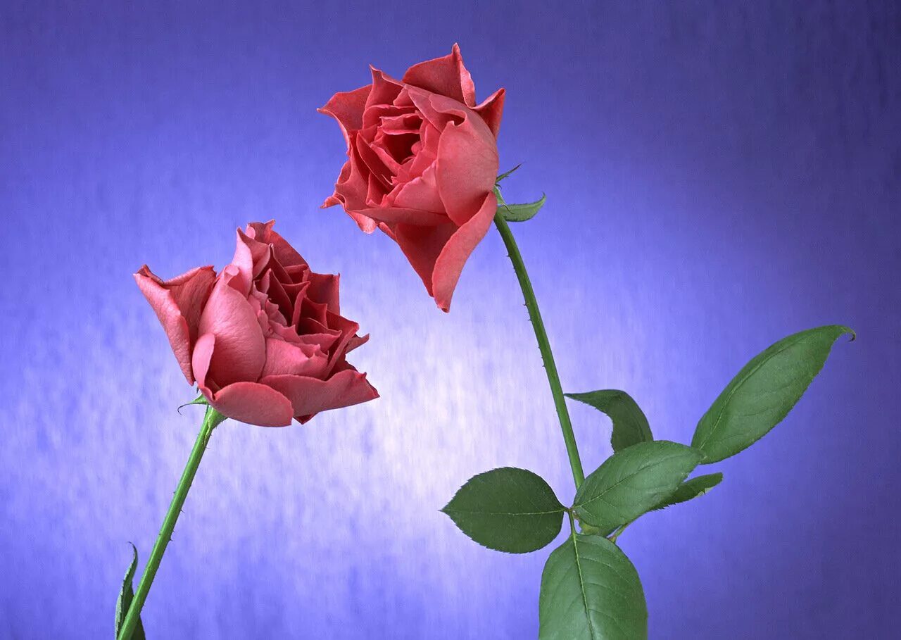 Цветы розы. Два цветка. Две розы. Два цветка розы.