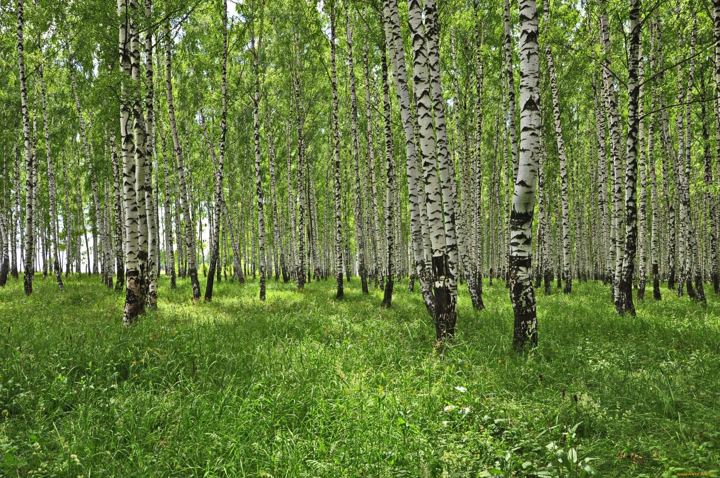 Березки орел. Березовая роща Якутии. Березовая роща Тверь. Березовая роща ЕКБ. Березовая роща Барнаул.