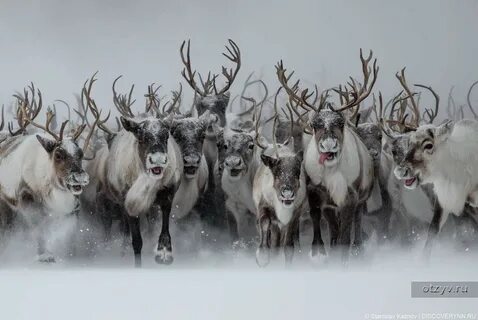 Ямальские олени