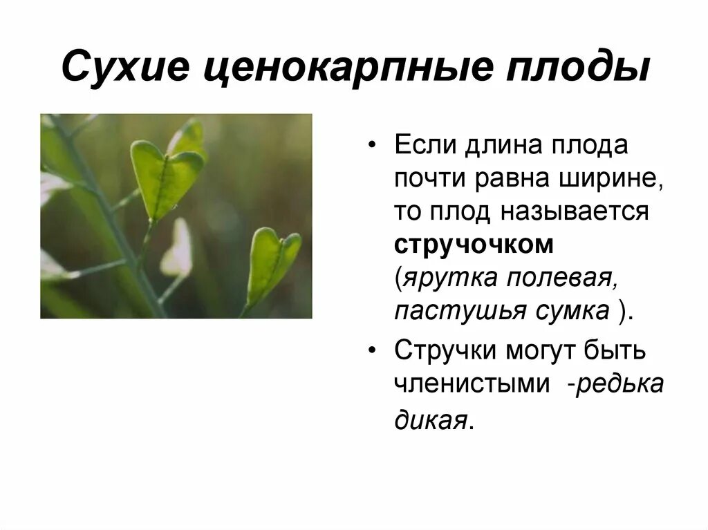 Пастушья сумка трава строение. Пастушья сумка описание растения. Пастушья сумка это покрытосеменные или голосеменные. Пастушья сумка это покрытосеменные или голосеменные. Пастушья сумка это покрытосеменные или голосеменные.
