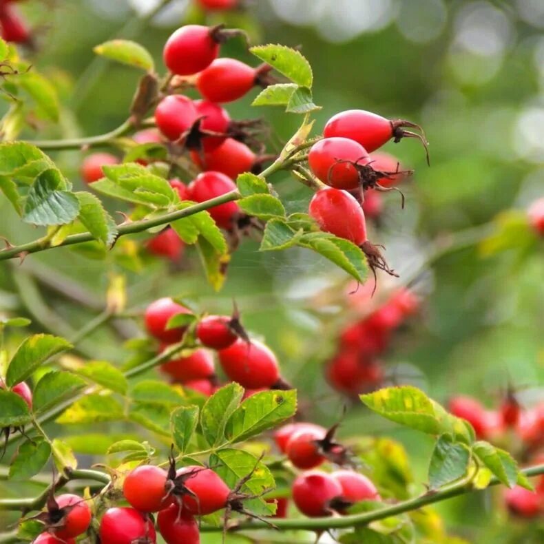 шиповник воронцовский 1. шиповник бесшипный вниви. шиповник виды. шиповник розовидный. определитель видов шиповника.