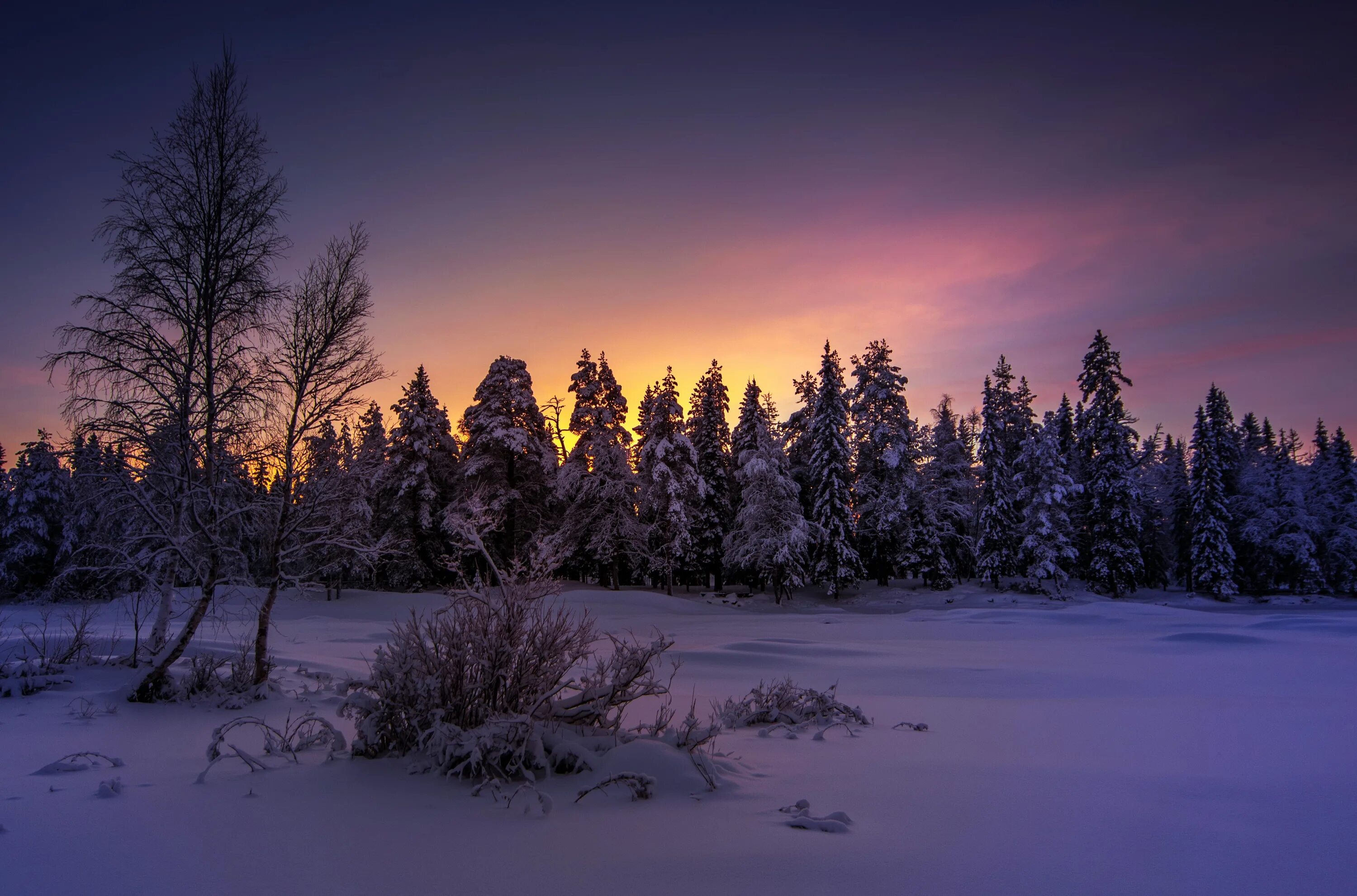 Winter forest. Зимний лес ночью. Зимний лес вечером. Лес зимой ночью. Вечерний лес зимой.