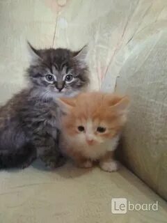Котята в добрые в армавире