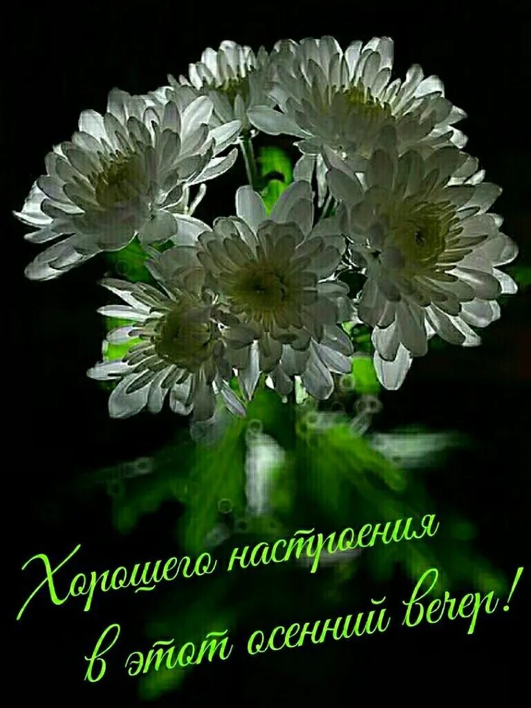 хризантемы ночью