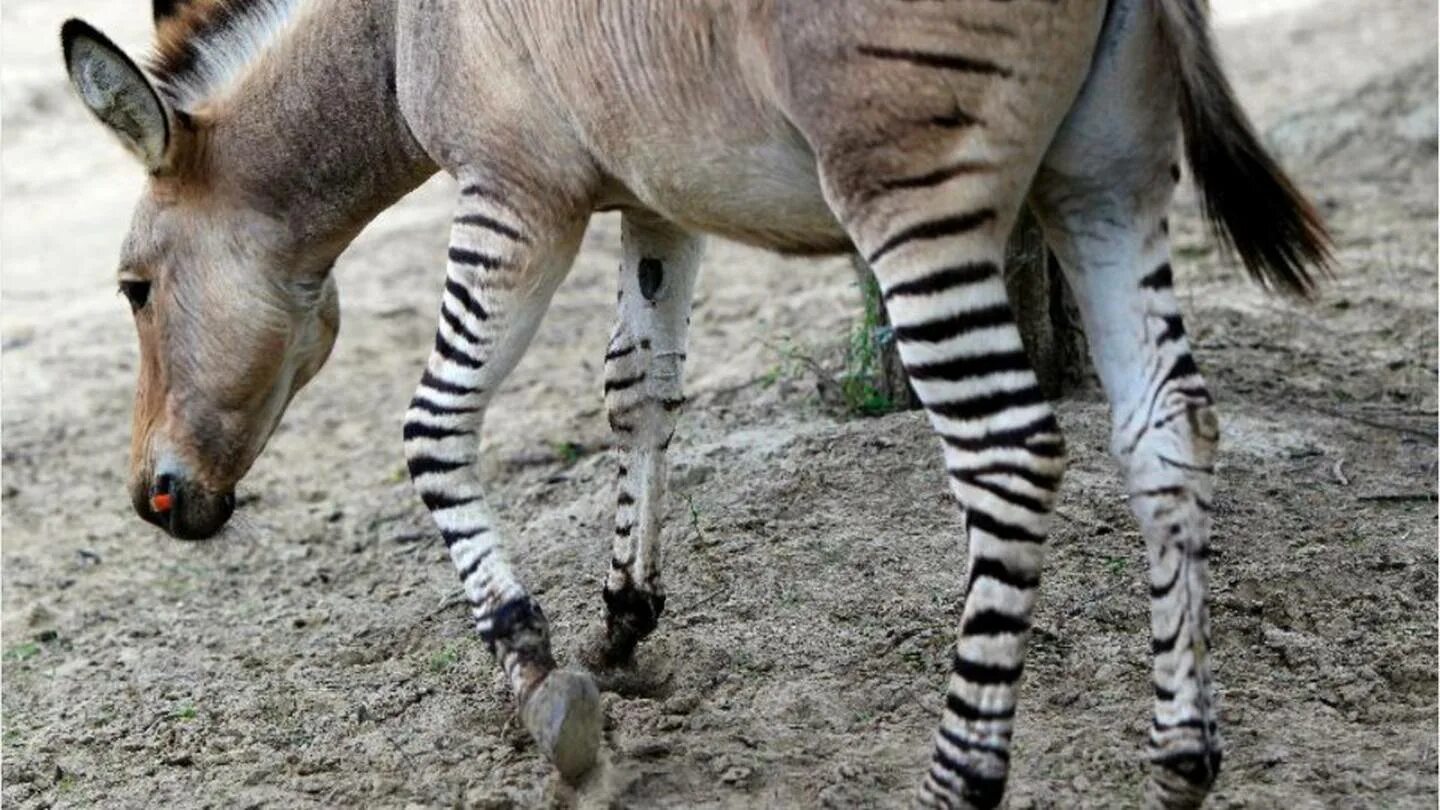 Зебра это лошадь или нет. Зебра и осел. самая древняя зебра. donkey with zebra mating. zonkey.