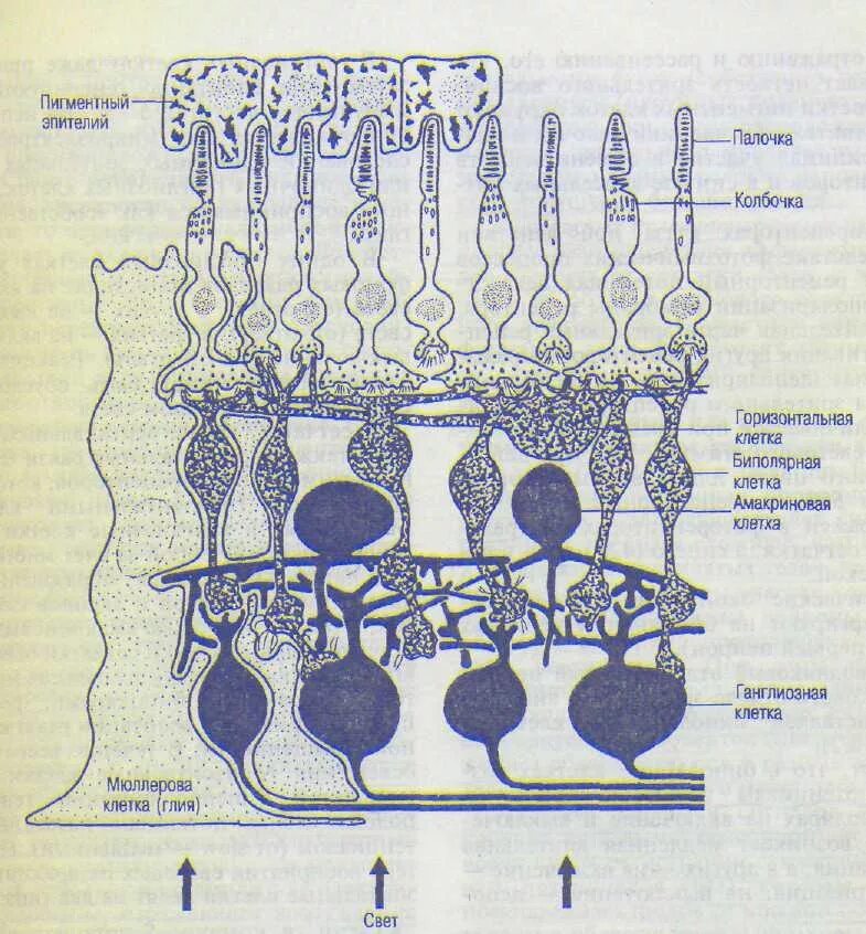 Строение пигментов. Палочки колбочки пигментные клетки. Сетчатка глаза гистология схема палочки колбочки. Строение пигментного эпителия сетчатки. Пигментные клетки сетчатки.