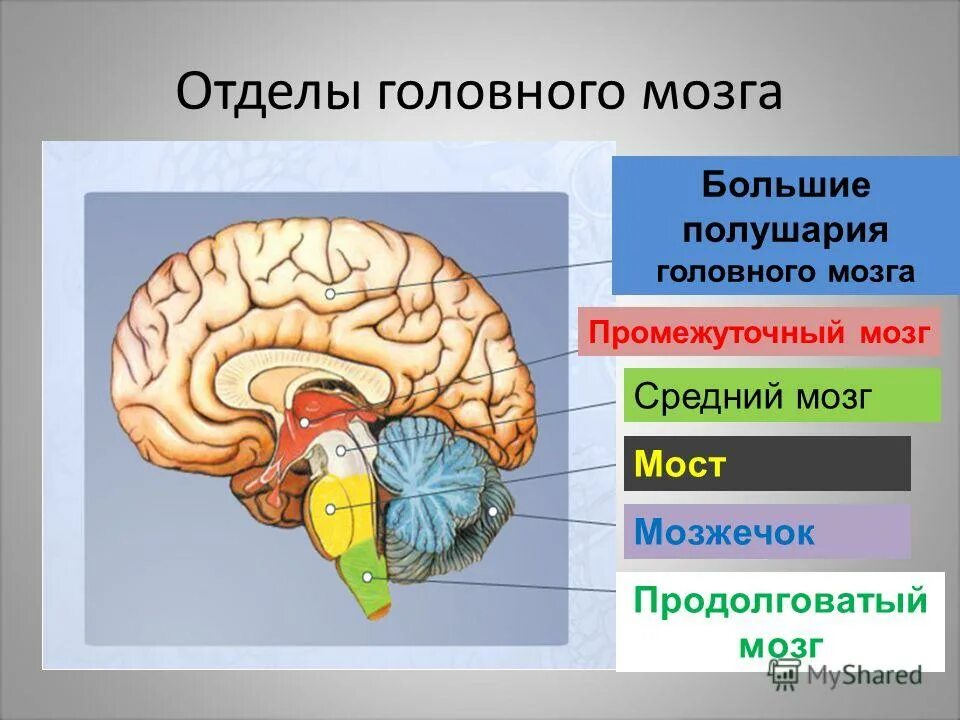 Каким веществом образован передний мозг