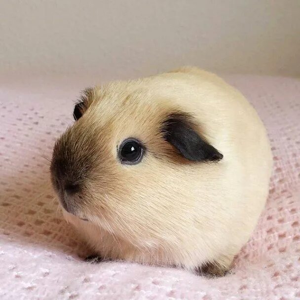 Милая морская свинка фото How to indrocuce a new Guinea pig - LOVE FERPLAST