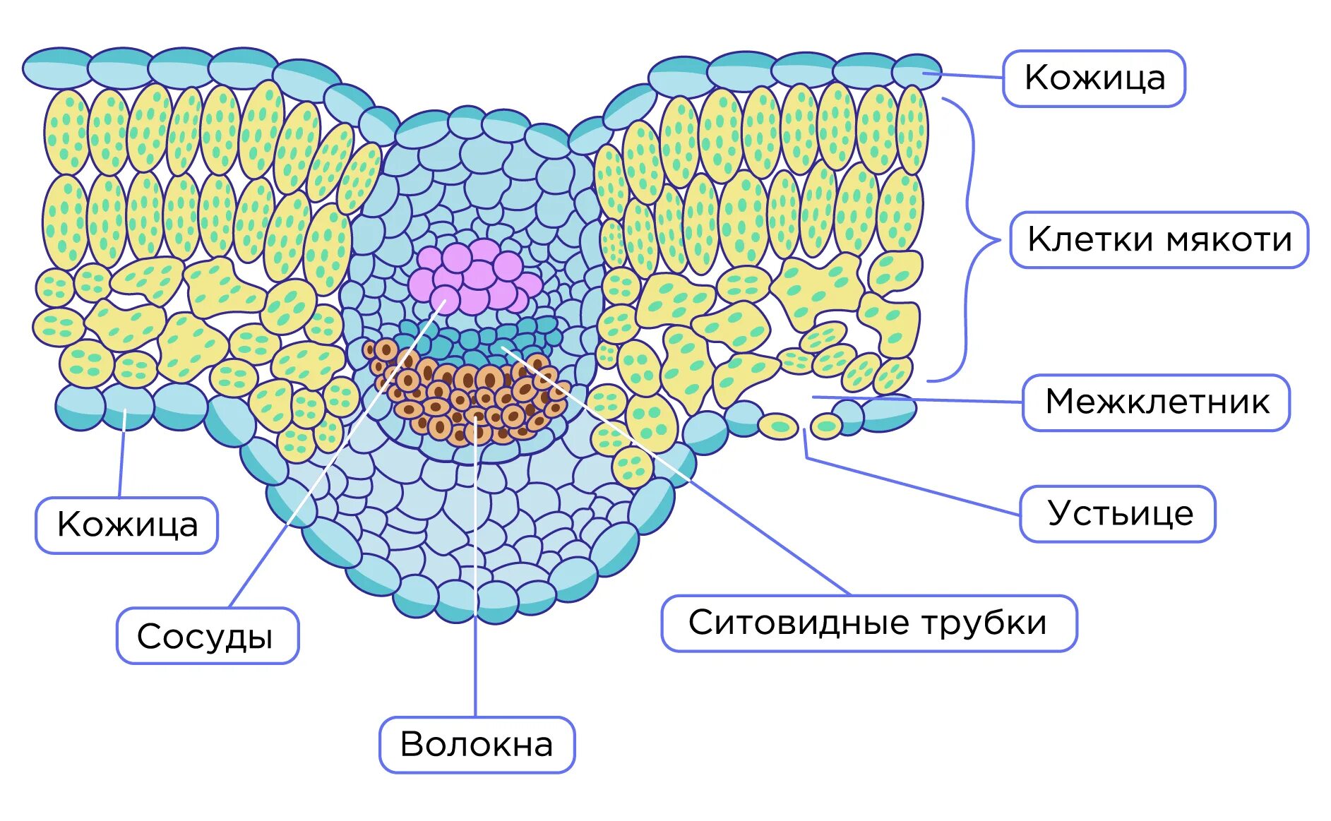 Какой тканью представлены жилки. Строение мякоти листа биология 6 класс. Строение мякоти листа 6 класс. Внутреннее строение листа 6 класс биология. Схема внутреннего строения листа биология 6 класс.