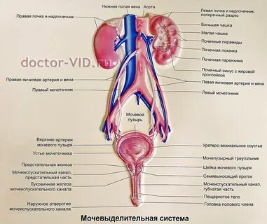 Половая система мочевой пузырь