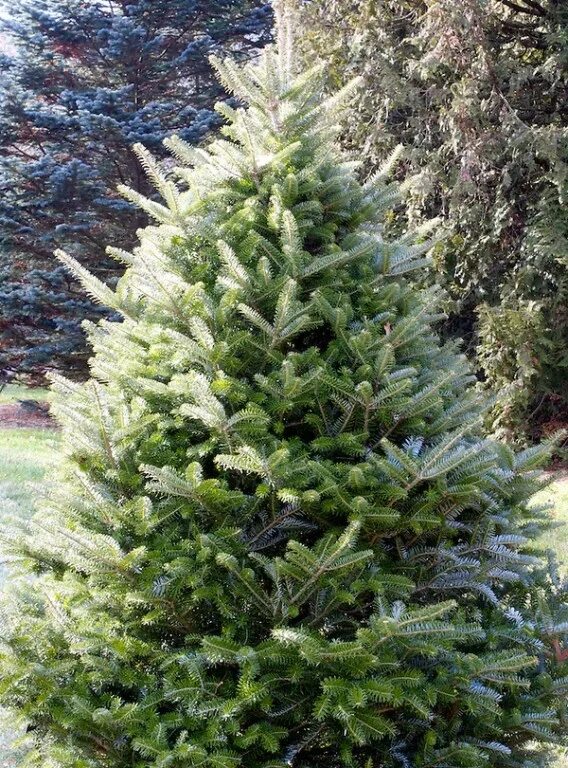 пихта сибирская, abies sibirica саженцы. пихтая. пихтая. пихта абиес кореана. пихта дерево.