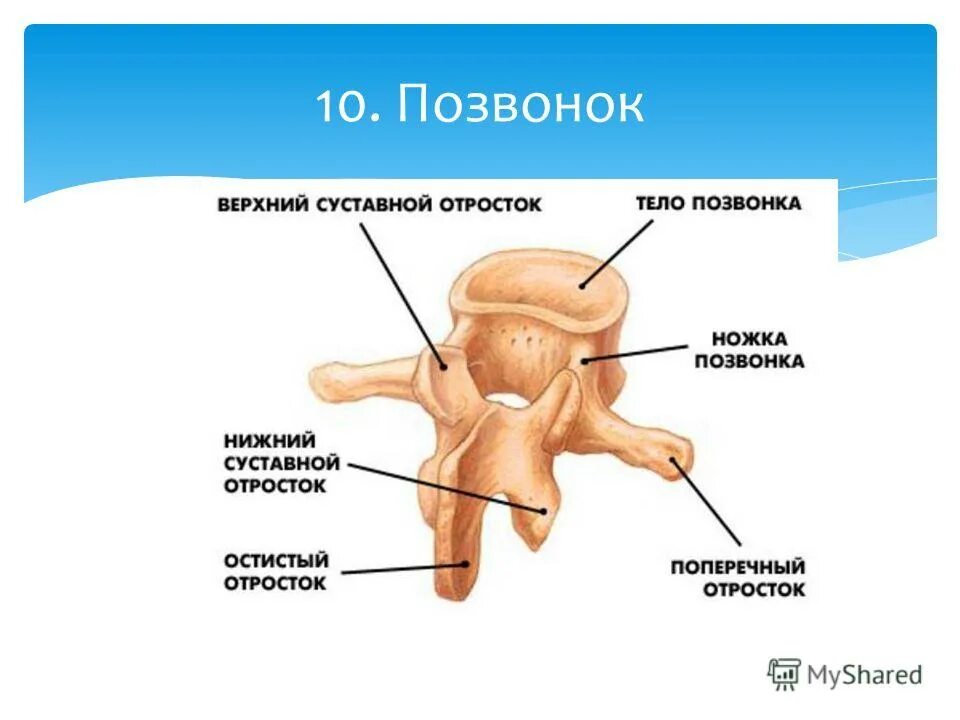 Анатомия и строение шейного отдела позвоночника. Остистые и поперечные отростки позвонков. Грудной позвонок строение позвонка. Строение позвонка (основные данные о грудном позвонке). Как называется отросток.