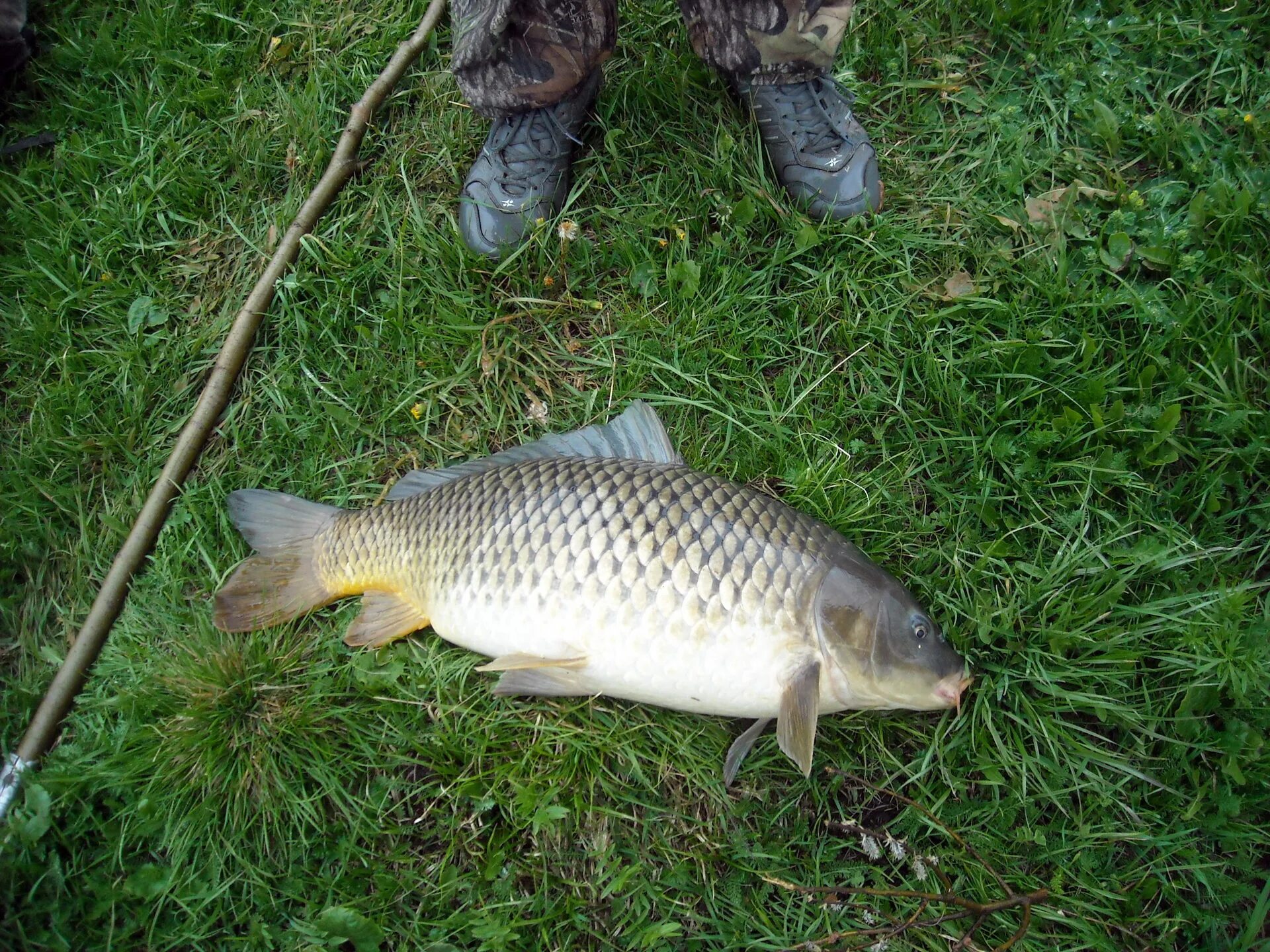 Сазан (Cyprinus Carpio). Сазан 8 кг. Рыбалка на карпа. Сазан летом.