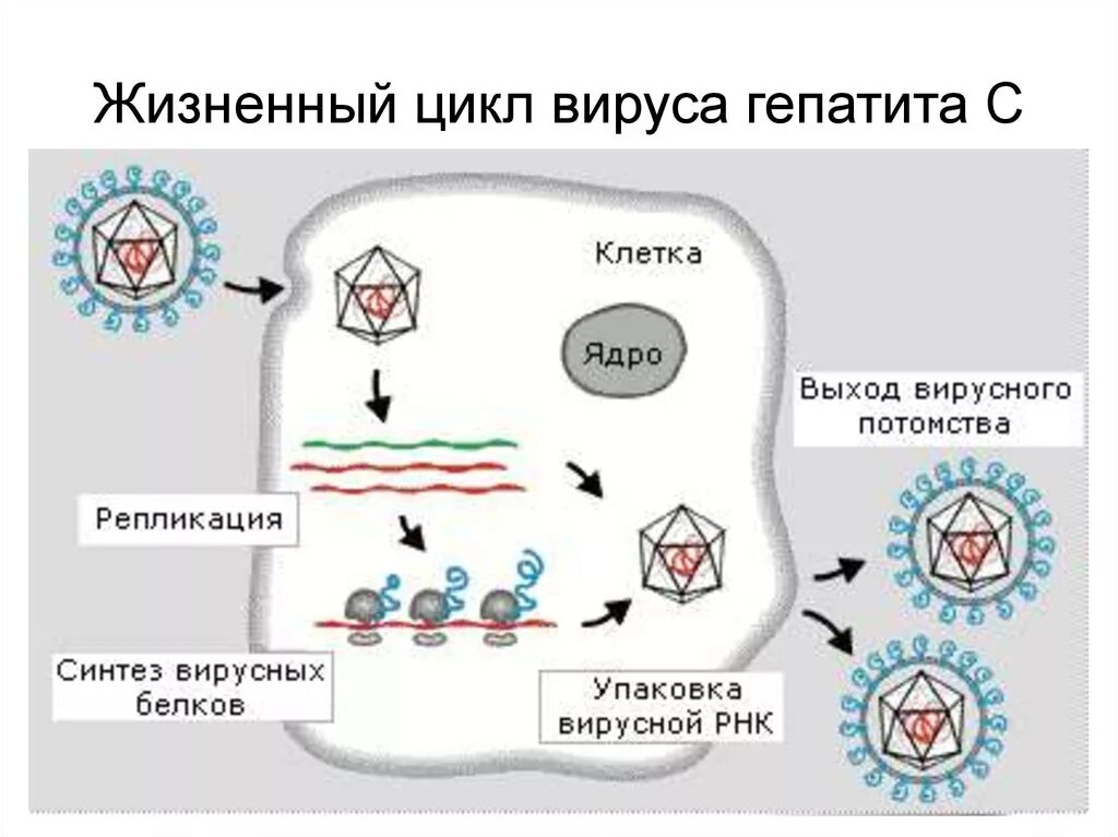 Вирусный гепатит а патогенез схема. Фазы жизненного цикла вируса. Жизненный цикл вируса схема. Схема жизненного цикла вируса гепатита в. Вирусы патогенез