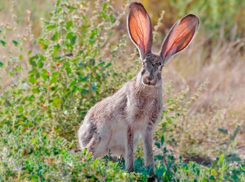 Чернохвостый калифорнийский заяц. Степной заяц толай. Заяц антилопа. Африканский заяц.