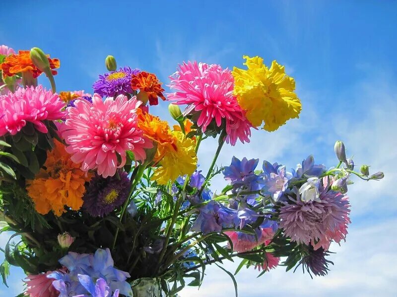 Открытки с днем осенних цветов. Осенние цветы. Сентябрьские цветы. Осенние цветы в саду. Открытки с днём рождения с осенними цветами.